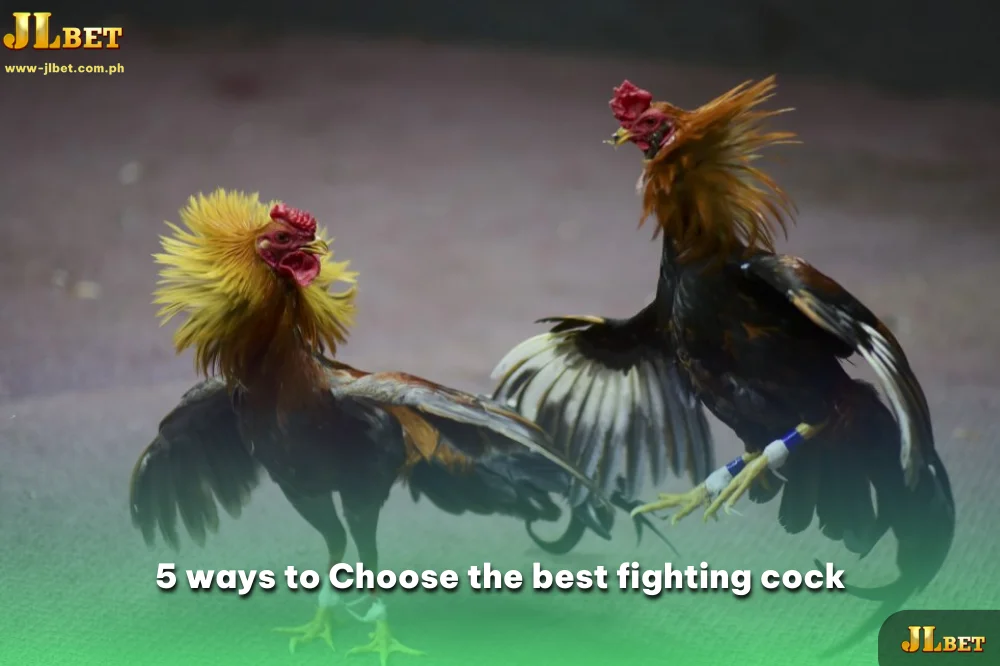 5 ways to Choose the best fighting cock