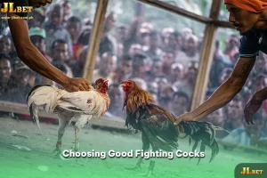 Choosing Good Fighting Cocks