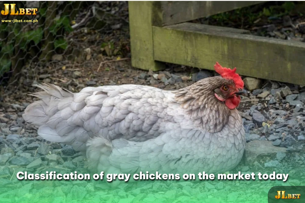 Classification of gray chickens on the market today