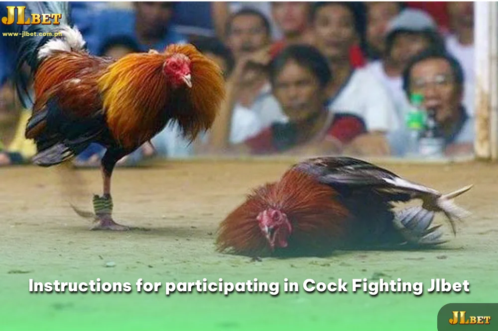 Instructions for participating in Cock Fighting Jlbet