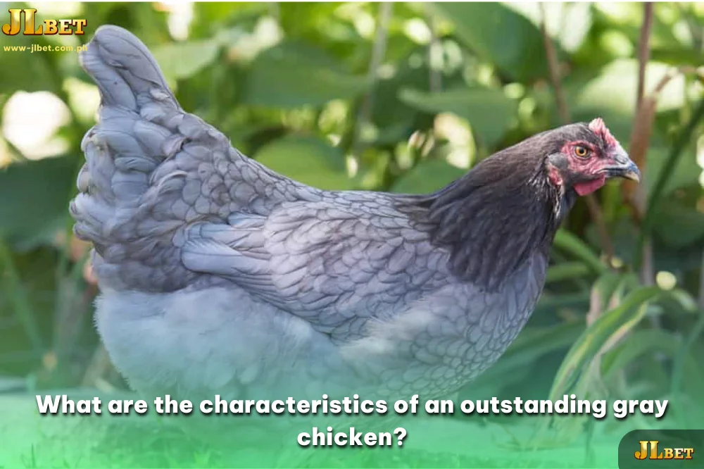 What are the characteristics of an outstanding gray chicken?