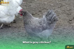 What is gray chicken?