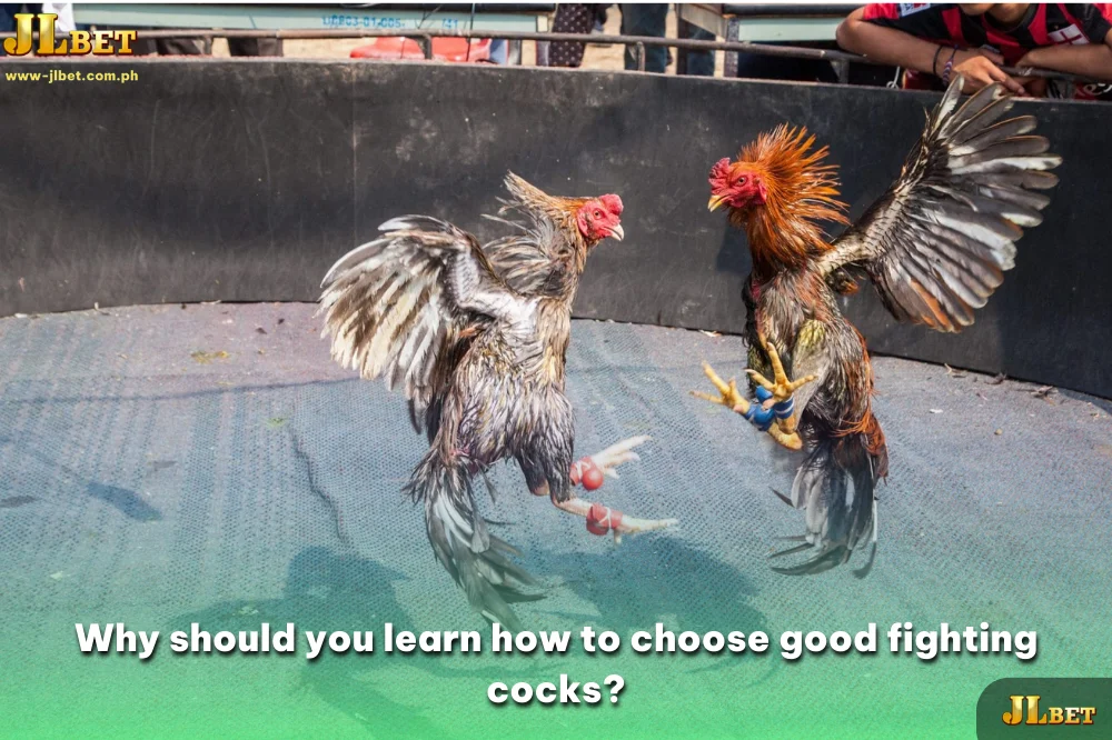 Why should you learn how to choose good fighting cocks?